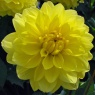 Dahlia 'American Sun'