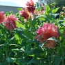 Dahlia 'Penhill Watermelon'