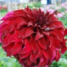 Dahlia 'Spartacus'