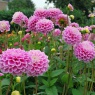 Dahlia 'Sweet Love'