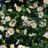 Dahlia 'Topmix Wit'