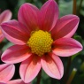 Dahlia 'Topmix Zalm'