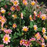 Dahlia 'Topmix Zalm'