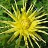 Dahlia Grysons Yellow Spider'
