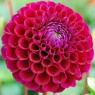 Dahlia 'Ivanetti'