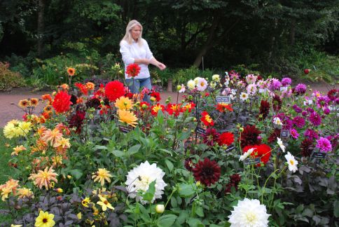 Anne finishing off the display at Wisley 2012