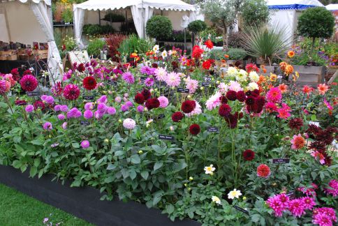 Rose Cottage Plants Wiesley 2012 display